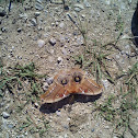 Polyphemus Moth