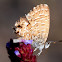 Samphire Blue  Butterfly