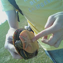 Painted Turtle