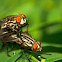 Flesh fly
