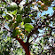 Manzanita