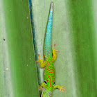Day gecko