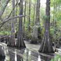 Cypress Trees