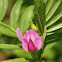 Narrow Leaf Vetch
