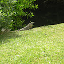 Iguana