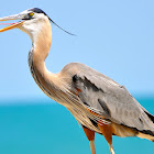 Great Blue Heron