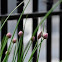 Chives