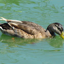 Mallard (eclipse plumage)