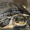 Malayan Box Turtle
