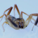 Solifugae