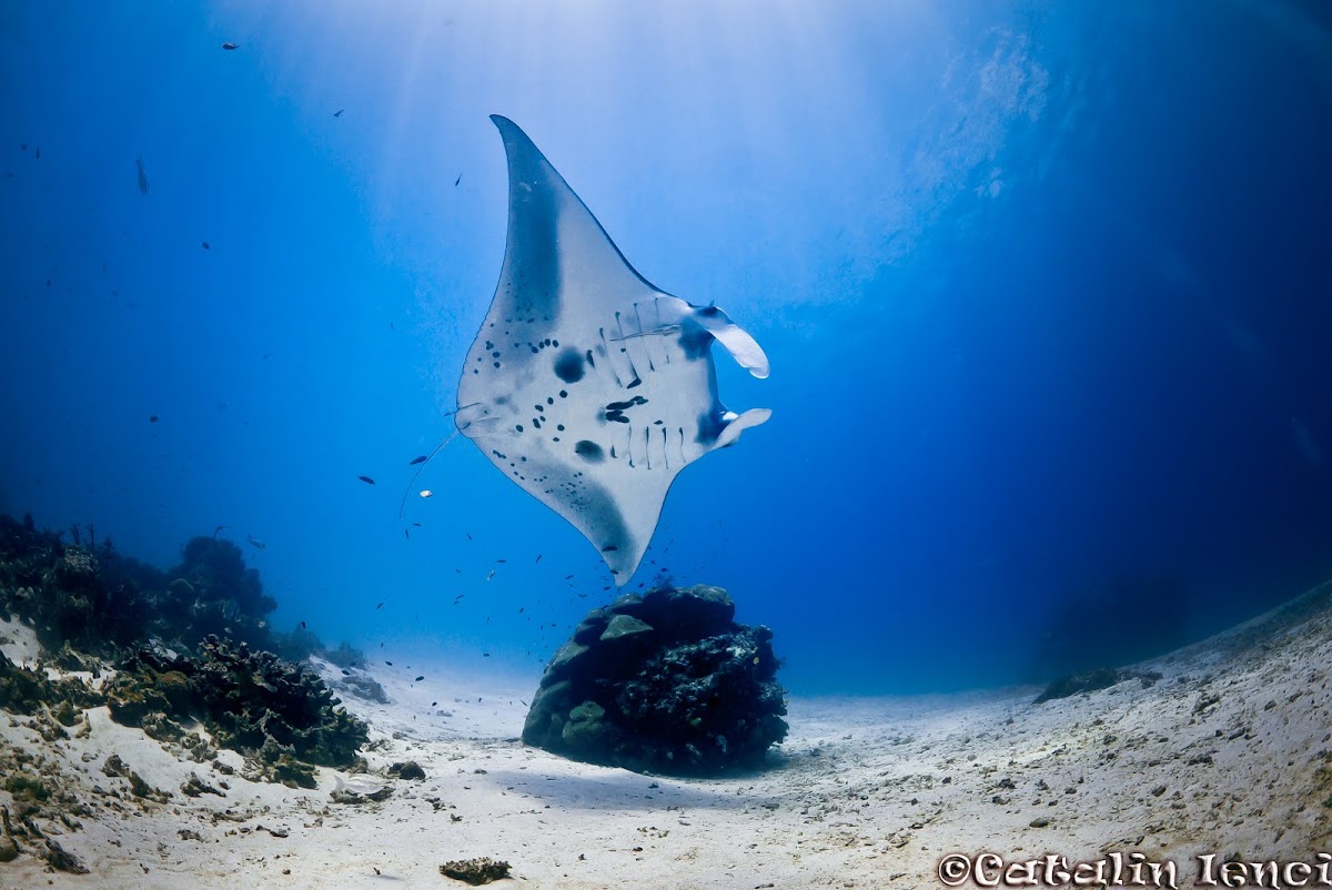 Manta ray