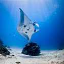 Manta ray