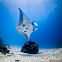 Manta ray