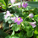 Violet Woodsorrel