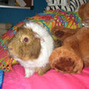 Guinea Pig