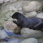 African Clawless Otter