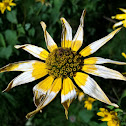Thin-leaved Coneflower
