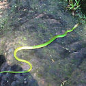 Philodryas olfersii