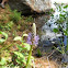 Pickerelweed