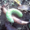Tomato Horn Worm