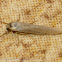 The Hoary Footman Moth