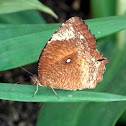 Common Palmfly,