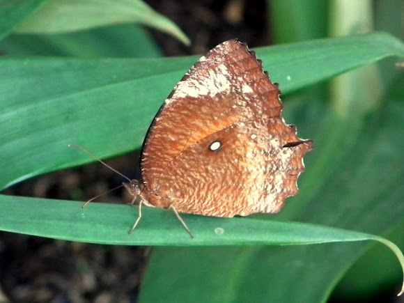 Spotting Image 1