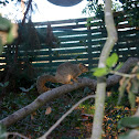 Brown Squirrel 
