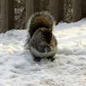 Eastern gray squirrel
