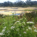 White Flowers