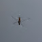 common pond skater