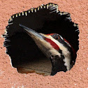Pileated woodpecker