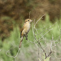 Rufous-Tailed Shrike (female)