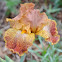 Bearded Iris. 'Tiger Shark'