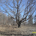 Red Oak