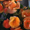 Begonia