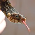 Broad-banded watersnake