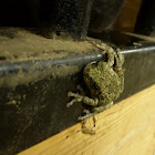 Gray Treefrog