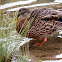 ducks