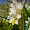 Freesia