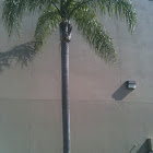 Palm Tree