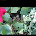 Quail eggs