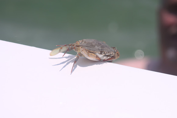 Spotting Image 1