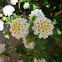Lantana white pompon