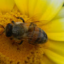 Abeja en Margarita