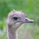 Darwin's Rhea