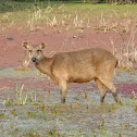 Sambar deer (female)