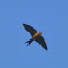 Red-rumped Swallow