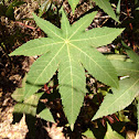 Castor Bean
