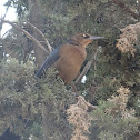 Great-tailed Grackle (female)